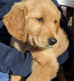 Gaytonwood Gundogs