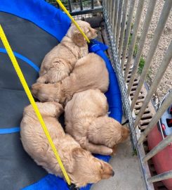 Gaytonwood Gundogs