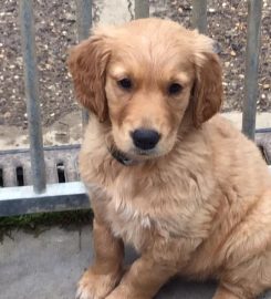 Gaytonwood Gundogs