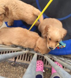 Gaytonwood Gundogs