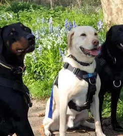 Bluebell Dog Walking