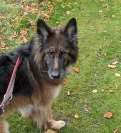 Santosha Boarding Kennels & Cattery