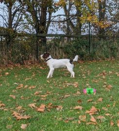 Santosha Boarding Kennels & Cattery