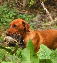 Eshiels Gundogs Boarding and Training Kennels