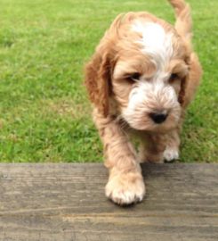 Tabley Brook Kennels and Cattery