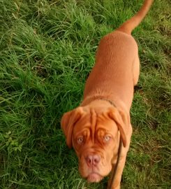 Mitton Hall Boarding Kennels