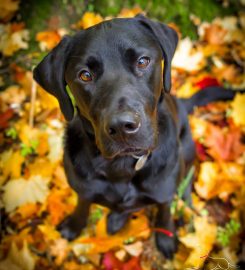 Bark in the park