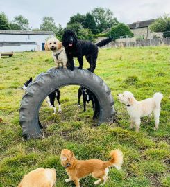 Wags 'n’ Walkies Doggy Daycare