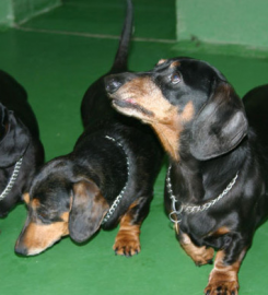 Lower Norton Farm Kennels