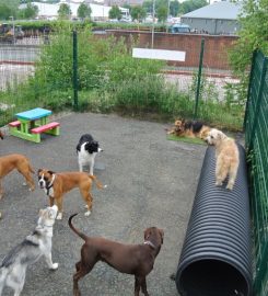 Goody 4 Paws Dog Daycare and Training Centre