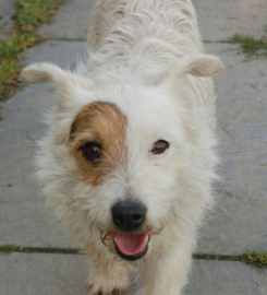 Lower Norton Farm Kennels