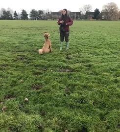 Cultured Canine Dog Training