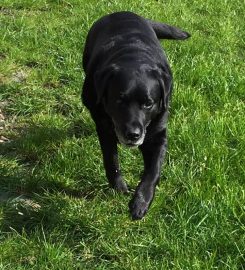 Drws-y-Coed Boarding Kennels & Daycare Centre