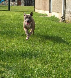 Drws-y-Coed Boarding Kennels & Daycare Centre