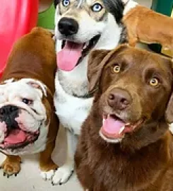 Good Dogs Daycare