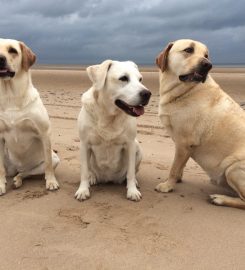 Take The Lead – Professional Dog Walking & Pet Services in Blackpool