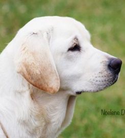 Lyanne Boarding Kennels