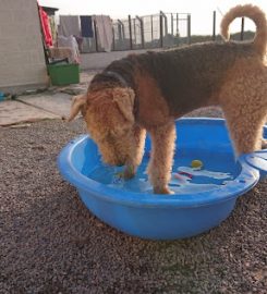 Fairfield Kennels and Cattery