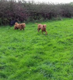 Happy Hounds Hotel