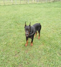 Babbington Hall Kennels