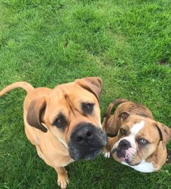 Blackbrook Kennels and Cattery