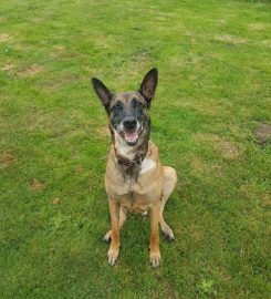 Blackbrook Kennels and Cattery