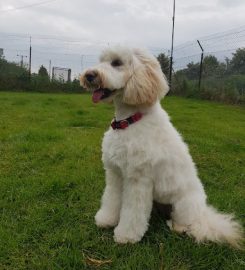 Blackbrook Kennels and Cattery