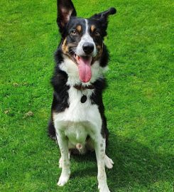 Fairway Boarding Kennels & Cattery