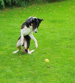 Fairway Boarding Kennels & Cattery