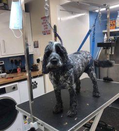 Thorn Brae Dog Grooming