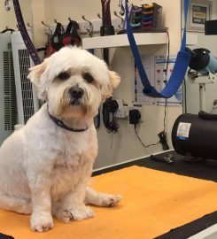 Thorn Brae Dog Grooming