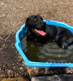 Rowley Cottage Dog Kennels