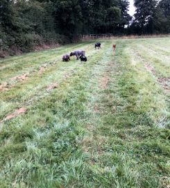 Rowley Cottage Dog Kennels