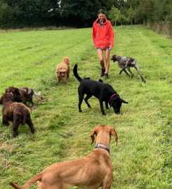 Rowley Cottage Dog Kennels