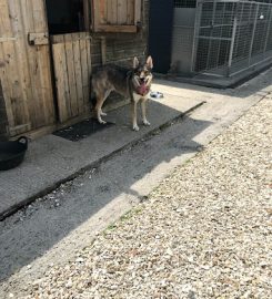 Rowley Cottage Dog Kennels