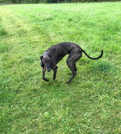 Rowley Cottage Dog Kennels