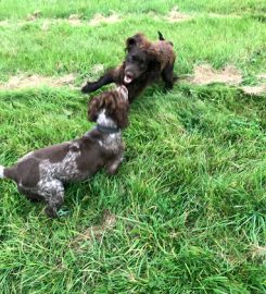 Rowley Cottage Dog Kennels