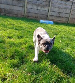 Studholme Kennels