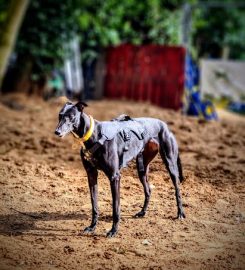 Daybreaks Trust Greyhound Rescue and Rehoming Charity