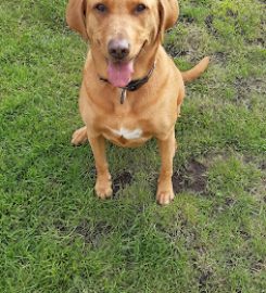 Paddocks Kennels & Cattery