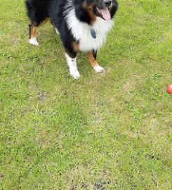 Paddocks Kennels & Cattery