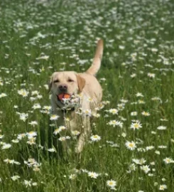 Sniffalicious K9 Schooling