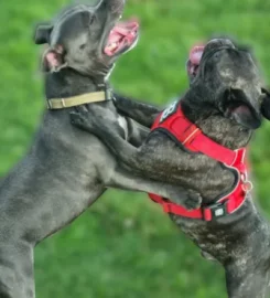 Sniffalicious K9 Schooling