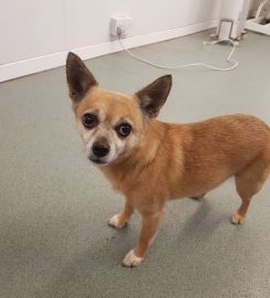 Sunnymead Boarding Kennels & Cattery