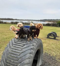 Sherlock Hounds Dog Walking & Pet Services