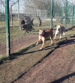 Paddocks Kennels & Cattery