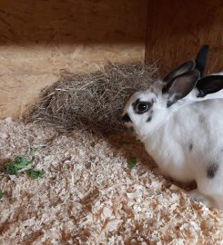 Ewloe Boarding Kennels, Cattery and Rabbit Retreat