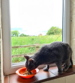 Ewloe Boarding Kennels, Cattery and Rabbit Retreat