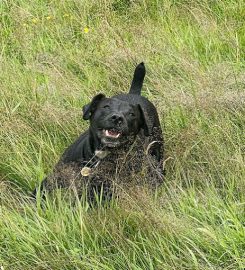 Dodside Dogruns