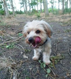 Waterloo Kennels